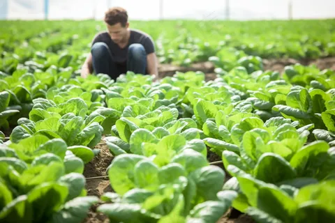 菜园蔬菜白菜摄影图 菜园蔬菜白菜摄影图