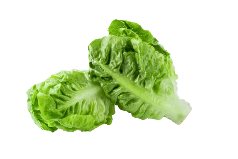 生菜 (12)超市商品白底图免抠实物摄影png格式图片透明底