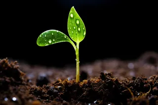 嫩芽生长土地摄影图