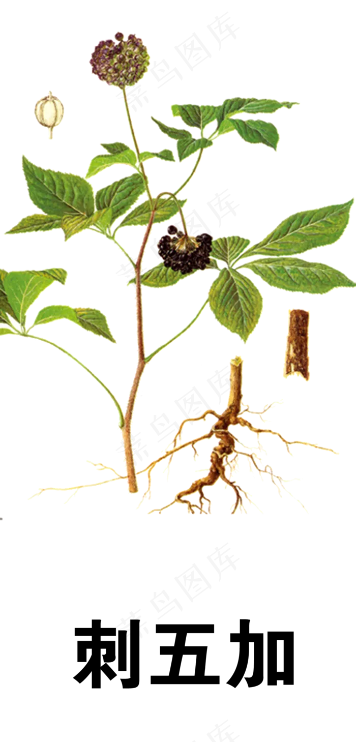 手绘草本中药药材刺五加