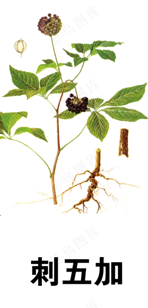 手绘草本中药药材刺五加