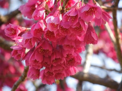 粉红色樱花摄影图片