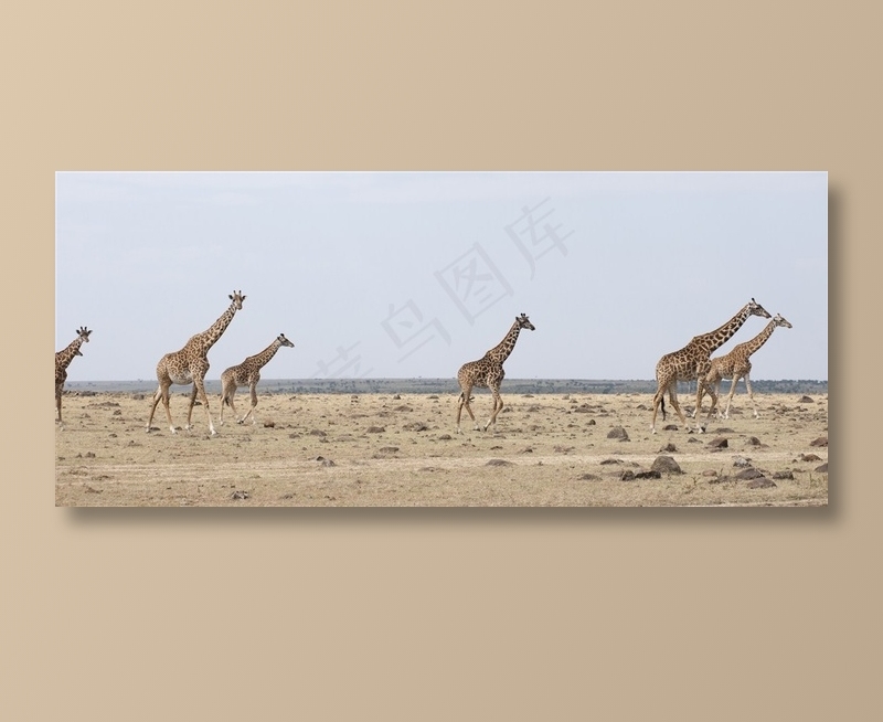 在赶往目的地路上的长颈鹿高清图片
