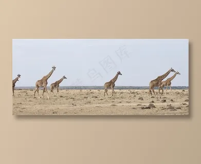 在赶往目的地路上的长颈鹿高清图片