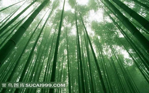 绿色竹林摄影 绿色竹林摄影