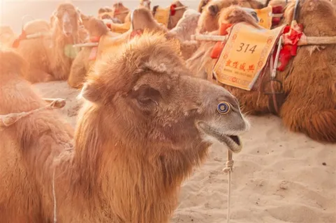 沙漠中的骆驼摄影图片 沙漠中的骆驼摄影图片