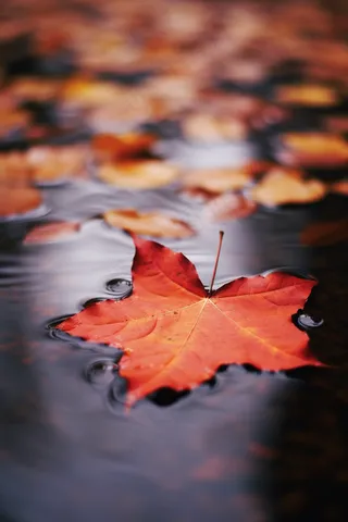 秋季雨天落叶在水坑道路摄影图