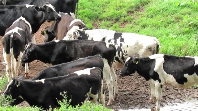 奶牛, 自然, 动物, 农业, 家畜, 乡村的, 农场动物