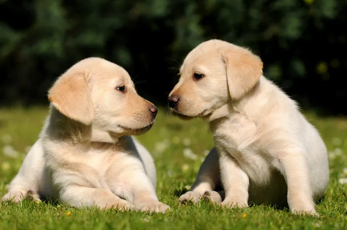 拉布拉多幼犬图片