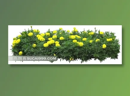 白色背景花丛黄色万寿菊图片