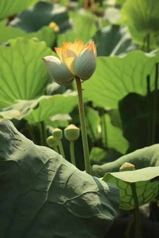 绿色简约节气清新意境背景