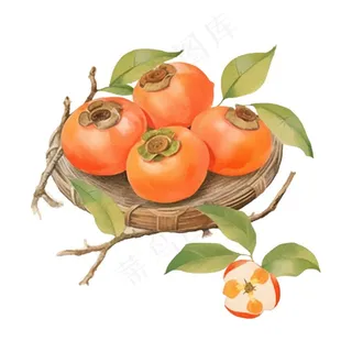 秋日柿子水果水彩画免抠