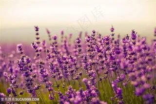 高清唯美薰衣草花海鲜花图片