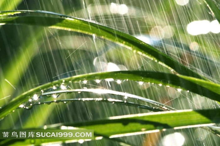 下大雨中的细长叶子绿色植物的图片