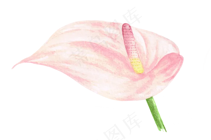 手绘插画-花1