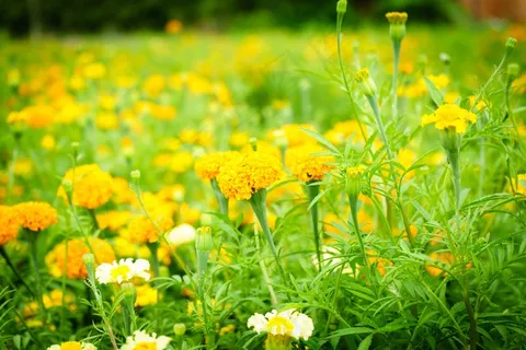 橙色金盏菊花海图片 橙色金盏菊花海图片