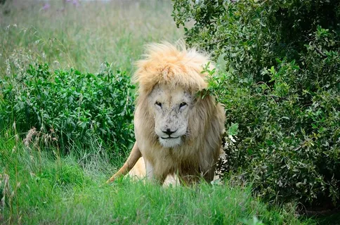 凶猛的野外雄狮素材图