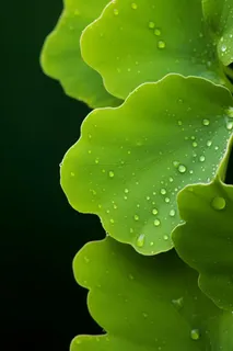 叶子渐变黄绿背景