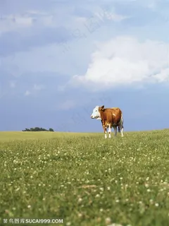 动物世界-草原上的奶牛