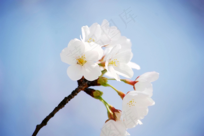 白色樱花图片