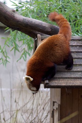 小棕熊动物园动物设计素材森林野生