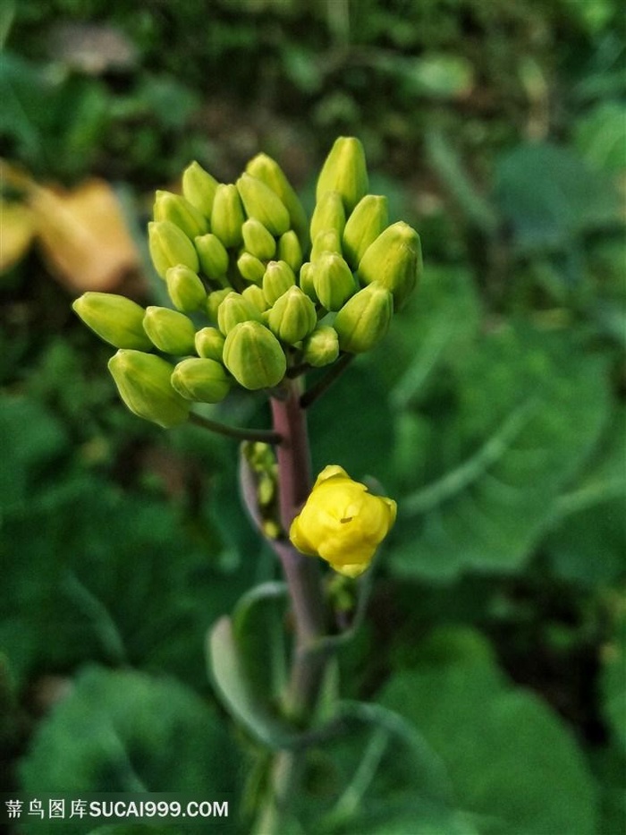 盛开油菜花图片海报