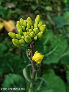 盛开油菜花图片海报