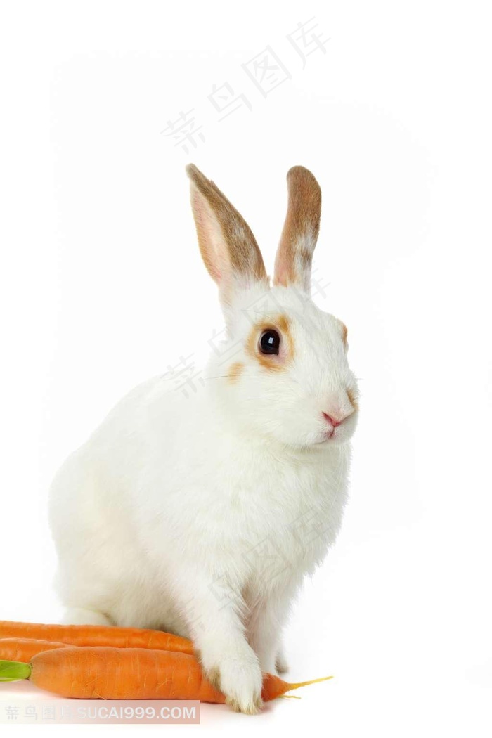 可爱的小白兔图片