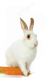 可爱的小白兔图片