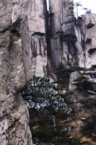 安徽黄山奇松风景图片-第4张