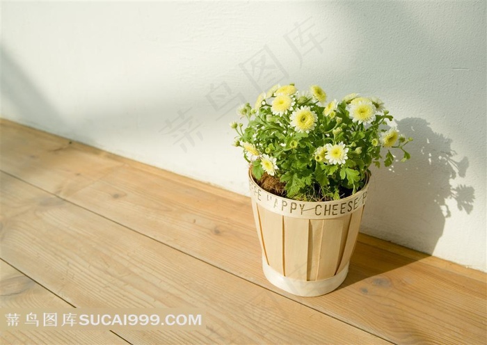 温馨素雅墙角边的鲜花