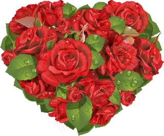 玫瑰 红色 红玫瑰 玫瑰花 花朵 鲜花特写 免抠 花束