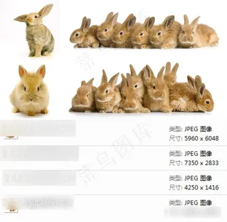 棕色兔子摄影素材