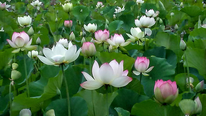 花朵 花束 植物 素材 (159)