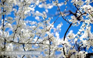 高清花叶壁纸之樱花