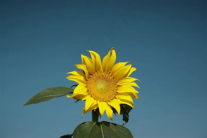 金黄色向日葵素材大图