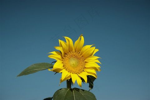 金黄色向日葵素材大图
