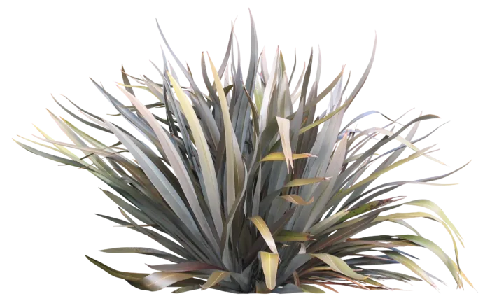 高清树木素材 免抠PSD植物素材 美术绘画园林贴图 树草灌木花草