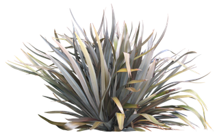 高清树木素材 免抠PSD植物素材 美术绘画园林贴图 树草灌木花草