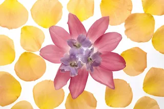 花团锦簇花与瓣