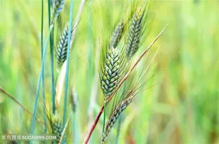 唯美粮食小麦