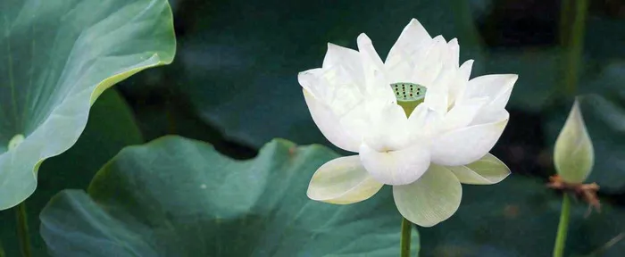 夏天白荷花荷花池，处暑小暑大暑夏至立夏摄影图(1712x704)