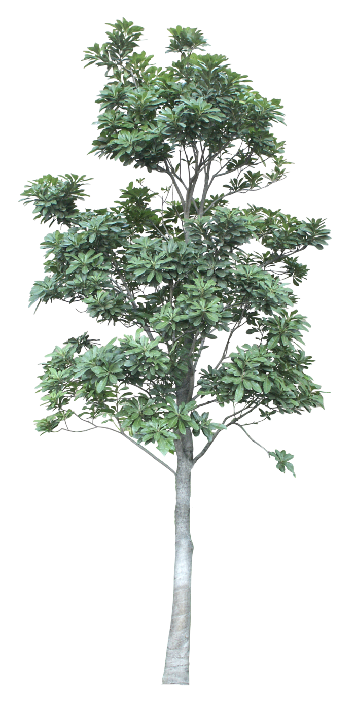 高清树木素材 免抠PSD植物素材 美术绘画园林贴图 树草灌木花草