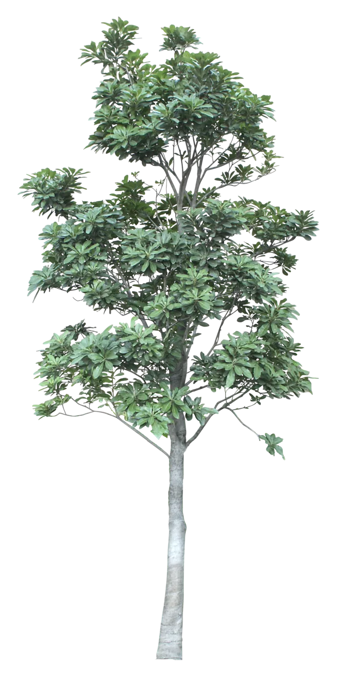 高清树木素材 免抠PSD植物素材 美术绘画园林贴图 树草灌木花草
