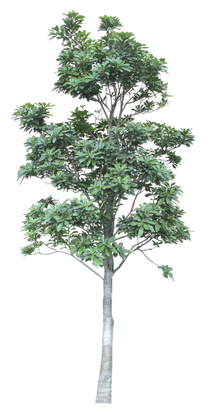 高清树木素材 免抠PSD植物素材 美术绘画园林贴图 树草灌木花草