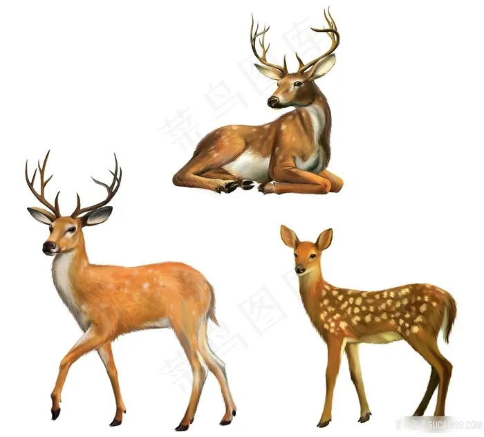 梅花鹿马鹿素材