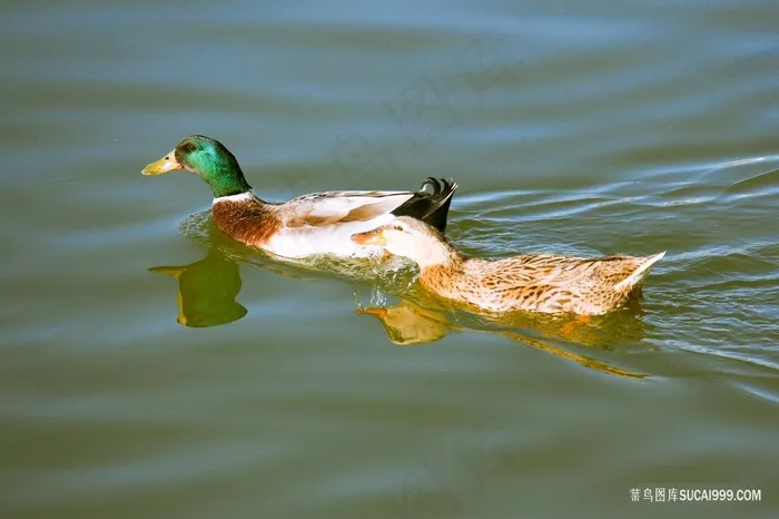 水上的两只鸭子