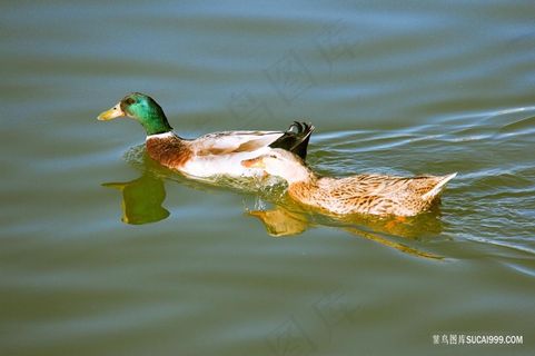 水上的两只鸭子