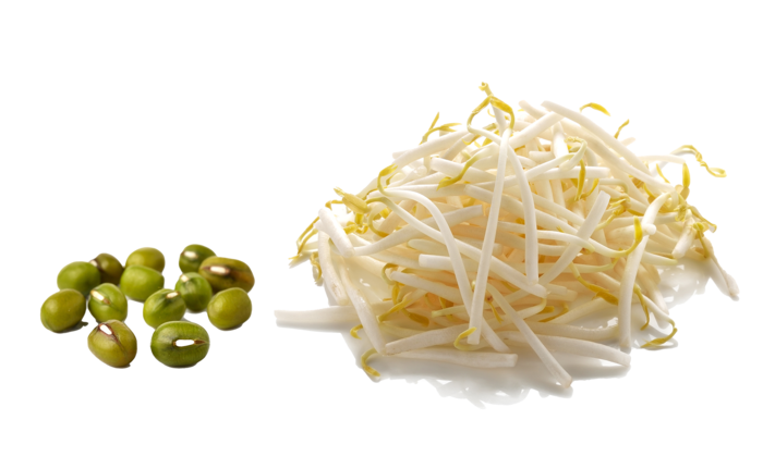 绿豆芽 (4)超市商品白底图免抠实物摄影png格式图片透明底