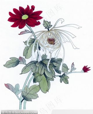 工笔画 菊花